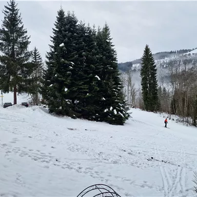 Eine verschneite Landschaft mit großen Tannenbäumen. Im Hintergrund sind Berge und ein Skifahrer sichtbar.