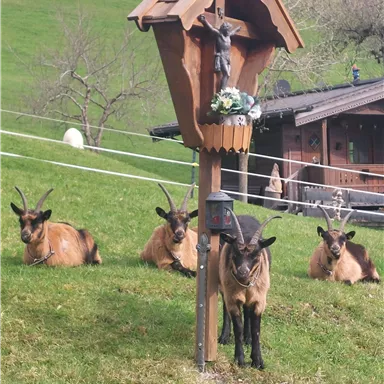 Eine Gruppe von Ziegen liegt auf einer Wiese neben einem traditionellen hölzernen Futterhaus. Im Hintergrund ist ein Bauernhaus und ein malerischer Hang zu sehen.