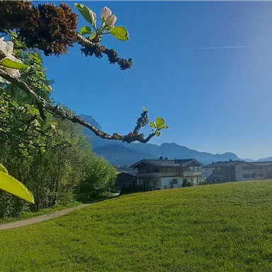 A picturesque landscape with blossoming branches in the foreground and gentle mountains in the background. The sky is clear and the sun is shining.