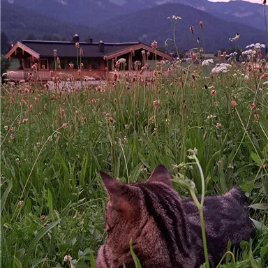 A cat is lying in the grass and looking at a mountain landscape. In the background, there are huts and a beautiful sunset.