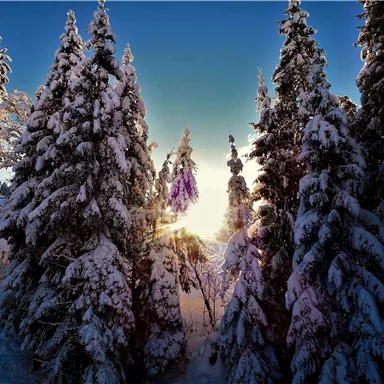 A snowy winter landscape with tall evergreen trees. The sun rises behind the trees and creates a beautiful atmosphere.