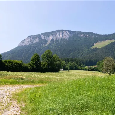 Eine malerische Wiesenlandschaft mit grünen Wiesen und einem majestätischen Berg im Hintergrund. Der Himmel ist klar und sonnig.