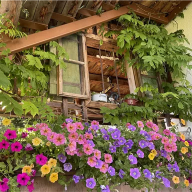 Eine alte Holzhütte mit offenen Fenstern und üppigem grünem Bewuchs. Bunte Blumenblüten in Pink, Lila und Gelb schmücken den unteren Bereich.
