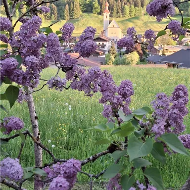 A blooming lilac tree with purple flowers. In the background, you can see a green landscape and a small village with a church tower.