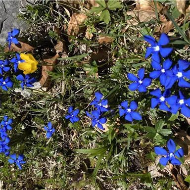 Colorful flower meadow with many blue and some yellow blooms. The plants grow in the fresh green of spring.