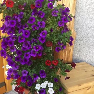 Ein blühender Pflanzentopf mit bunten Petunien in Rot, Lila, Weiß und Blau. Die Blumen sind üppig und verleihen dem Bereich eine fröhliche Atmosphäre.