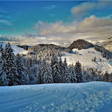 A snow-covered winter landscape with tall fir trees. In the background, gentle hills and a blue sky can be seen.