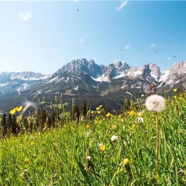 A beautiful mountain view with blooming meadows and a dandelion. The sky is clear and the mountains are snow-capped.