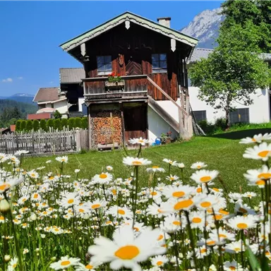 The flower meadow adorns the old workshop of the farm. Perfectly framed in the picture by our guests Uta and Uli.