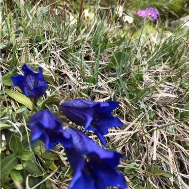 A few bright blue gentian flowers grow in the grass. In the background, blurry pink and yellow flowers can be seen.