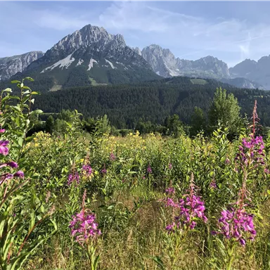 A flower meadow with purple blooms in front of an impressive mountain landscape. In the background, parts of the mountains rise under a clear sky.
