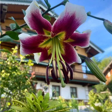 A striking flower with purple and white petals against a background of plants and a house. The clear weather creates a beautiful atmosphere.
