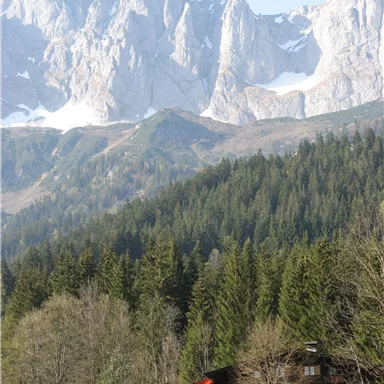 An idyllic farmhouse in front of majestic mountains. Lush forests and clear air characterize the landscape.