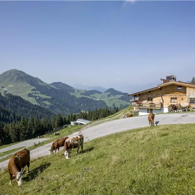 Eine malerische Almhütte liegt auf einer grünen Wiese, umgeben von Bergen. Kühe grasen friedlich in der Nähe der Straße.