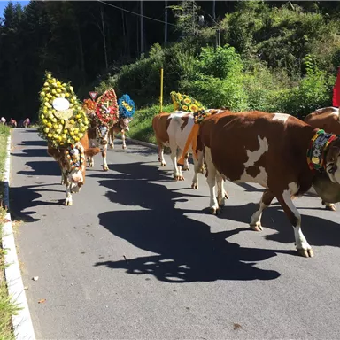 A group of cows walks along a road, adorned with colorful flower crowns. The scene depicts a rural atmosphere in a green setting.