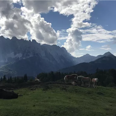 A picturesque mountain landscape with tall mountains and a clear sky. In the foreground, cows graze on a green meadow.