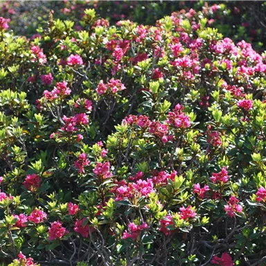 Ein dichter Strauch mit leuchtend pinken Blüten und grünem Laub. Die Pflanzen verbreiten ein fröhliches und lebendiges Ambiente.