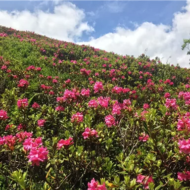 A blooming slope full of pink rhododendrons under a clear sky. The fresh colors give the landscape a vibrant atmosphere.