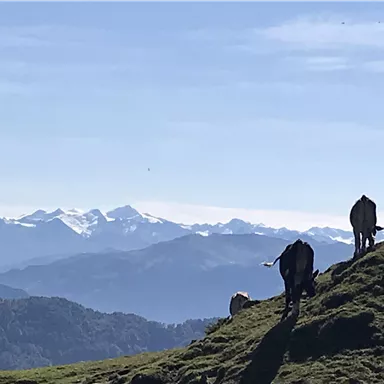 An idyllic landscape with cows in a green meadow. In the background, snow-capped mountains and a clear blue sky can be seen.