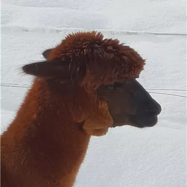 Ein alpaka mit braunem Fell steht vor einer schneebedeckten Landschaft. Es hat ein auffälliges, wuscheliges Fell auf dem Kopf.