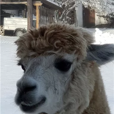 Ein Lama mit lockigem Fell steht im Schnee. Im Hintergrund sind einige Bäume und eine Scheune sichtbar.