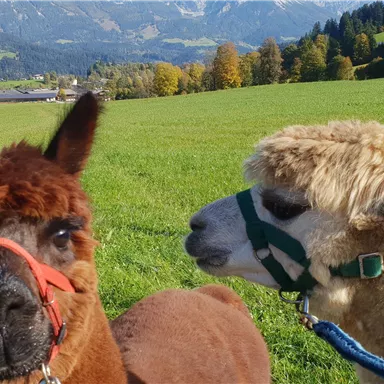 Zwei Alpakas stehen auf einer grünen Wiese. Im Hintergrund sind Berge und Bäume zu sehen.