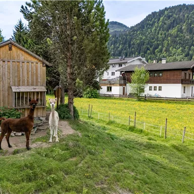 Zwei Lamas stehen in einer grünen Wiese vor einem Holzhaus. Im Hintergrund sind Berge und weitere Gebäude zu sehen.