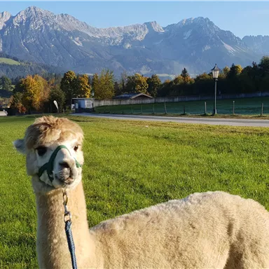 Ein Alpaka auf einer grünen Wiese mit Bergen im Hintergrund. Die Landschaft ist sonnig und ruhig.