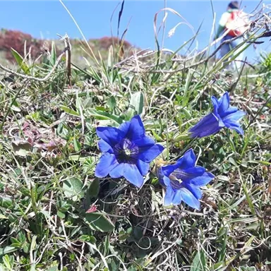 Ein Wiesenbereich mit grünen Gräsern und zwei blauen Blumen. Im Hintergrund ist ein klarer Himmel sichtbar.