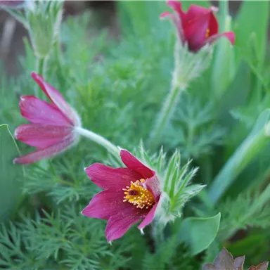Eine Gruppe von lila Blumen mit gelben Staubgefäßen, umgeben von grünem Laub. Die Blüten sind lebhaft und frisch in einer natürlichen Umgebung.