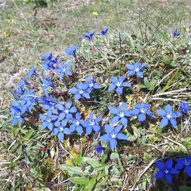 Eine Gruppe von blauen Blumen blüht auf einer grünen Wiese. Die Blumen stehen in Einzelposition und sind von grünem Gras umgeben.