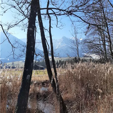 A beautiful view of the mountains with a blue sky and trees in the foreground. The grass and the water in the image give the scene a tranquil atmosphere.