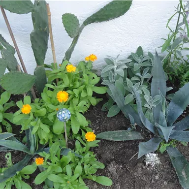 Ein bunter Garten mit verschiedenen Pflanzen und Blumen. Gelbe Blüten leuchten zwischen grünen Blattpflanzen und Sukkulenten.