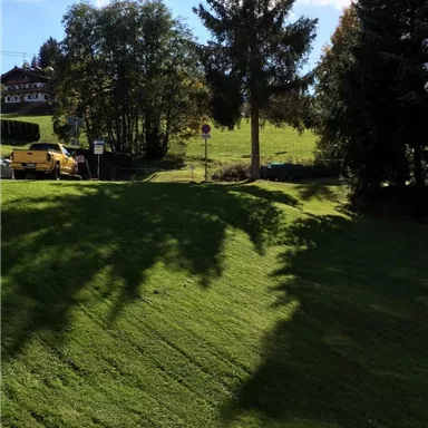 A green meadow with the shade of trees and a clear blue sky. In the background, some buildings and vehicles can be seen.
