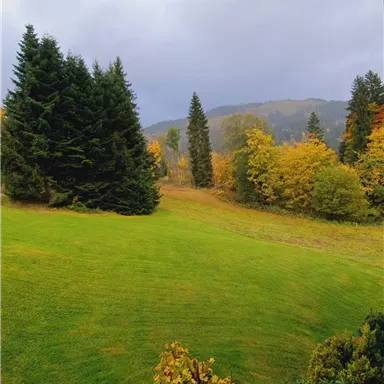 A green meadow surrounded by tall trees in autumn. The sky is cloudy and the landscape displays the colors of autumn.