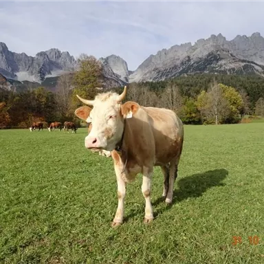 Eine Kuh steht auf einer grünen Wiese vor beeindruckenden Bergen. Der Himmel ist klar und es ist ein sonniger Tag.