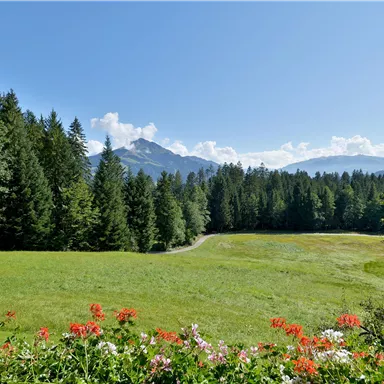 A green meadow surrounded by dense forests and mountains in the background. The sky is clear and sunny.