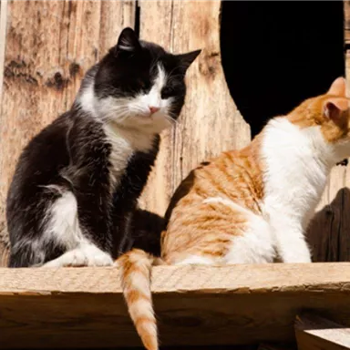 Zwei Katzen sitzen auf einem Holzbrett vor einer Wand aus Holz. Eine Katze ist schwarz-weiß und die andere ist orange-weiß.