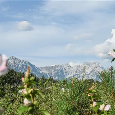 A picturesque landscape with blooming plants in the foreground and majestic mountains in the background. The sky is bright and cloudy.