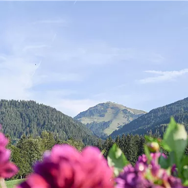 A picturesque landscape with high mountains in the background and colorful flowers in the foreground. The sky is clear and blue.