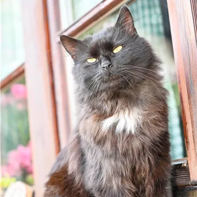 A black cat with fluffy fur sits by a window. She has bright yellow eyes and looks relaxed.