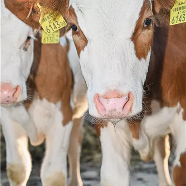 Two calves are standing side by side. They have striking ear tags and are looking directly at the camera.