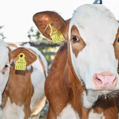 A group of cows with brown-and-white coat patterns stands in a barn. Each cow has an ear tag for identification.