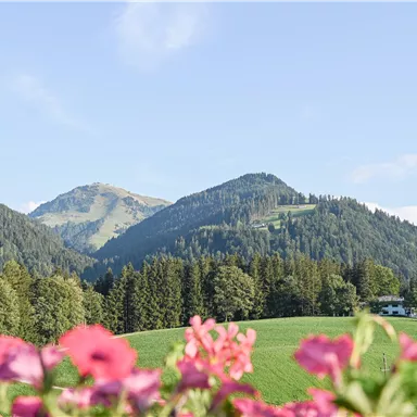 A picturesque mountain landscape with green meadows and dense forests. In the foreground, pink flowers are blooming.