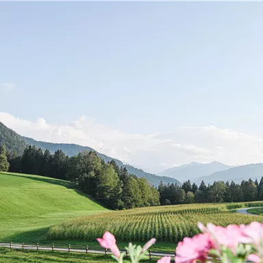 A picturesque landscape with gentle hills and green meadows. In the foreground, pink flowers are blooming, and in the background, mountains can be seen.
