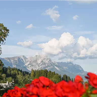 A picturesque mountain landscape with snowy peaks and green forest in the background. In the foreground, red flowers are blooming.