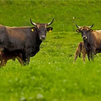 Two cows are standing in a lush, green meadow. The animals are alert and looking at the camera.
