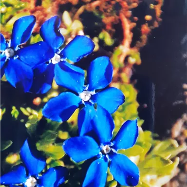 Bunte blaue Blumen mit leuchtenden Blütenblättern auf grünem Blattwerk. Die Pflanzen verleihen der Umgebung einen fröhlichen Akzent.