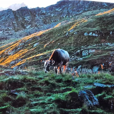 Eine Kuh grast auf einer grünen Wiese in den Bergen. Die Landschaft ist mit Felsen und sanften Hügeln im Hintergrund geprägt.