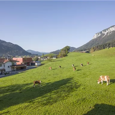 Eine grüne Wiese mit Kühen, die friedlich grasen. Im Hintergrund sind Berge und eine kleine Stadt zu sehen.